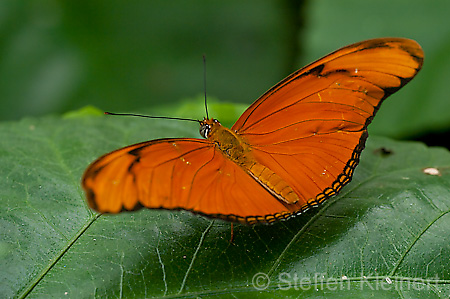 065 Julia-Falter - Dryas julia